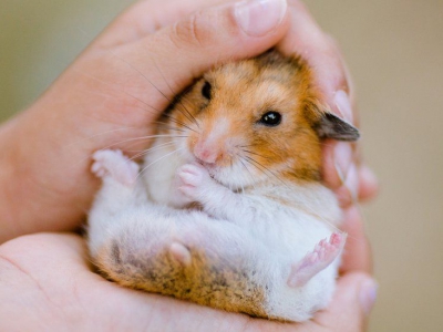 CHUỘT HAMSTER CÓ PHẢI LÀ THÚ CƯNG PHÙ HỢP CHO BẠN?