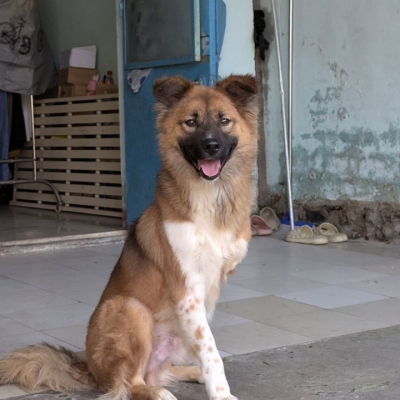 GỒNG