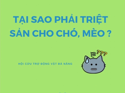 TẠI SAO PHẢI TRIỆT SẢN CHO CHÓ, MÈO?