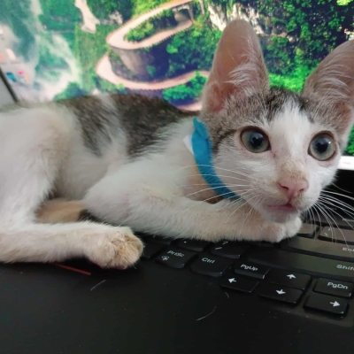 MOCHA