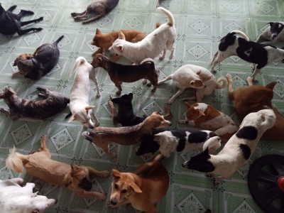 VỚI CÁ NHÂN, SỐ LƯỢNG CHÓ MÈO ĐƯỢC NUÔI BAO NHIÊU LÀ ĐỦ? VỚI CÁ NHÂN, SỐ LƯỢNG CHÓ MÈO ĐƯỢC NUÔI BAO NHIÊU LÀ ĐỦ?