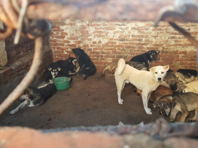 HAVE YOU EVER RESCUED A DOG OR CAT FROM SLAUGHTERHOUSES? HAVE YOU EVER RESCUED A DOG OR CAT FROM SLAUGHTERHOUSES?