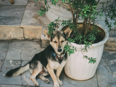 CHÓ MÈO HOANG NƯƠNG NHỜ CỬA PHẬT, VẪN LÀ CHUYỆN NÃO NỀ CHÓ MÈO HOANG NƯƠNG NHỜ CỬA PHẬT, VẪN LÀ CHUYỆN NÃO NỀ