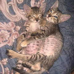 BUN BUN - BIN BIN BUN BUN - BIN BIN