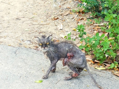 CỨU HỘ VÀ NGƯỜI LÀM CỨU HỘ! CỨU HỘ VÀ NGƯỜI LÀM CỨU HỘ!