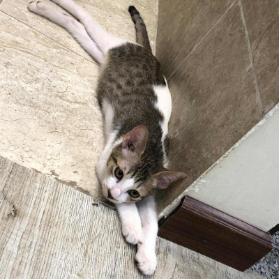 ĐỒ RÊ MI ĐỒ RÊ MI