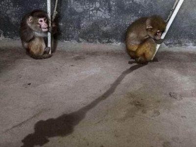 ĐỪNG XEM XIẾC THÚ! ĐỪNG XEM XIẾC THÚ!