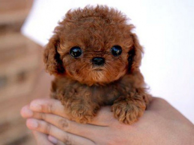 FOREIGN BREED DOGS AND VIETNAMESE PUREBRED DOGS FOREIGN BREED DOGS AND VIETNAMESE PUREBRED DOGS