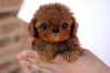 FOREIGN BREED DOGS AND VIETNAMESE PUREBRED DOGS FOREIGN BREED DOGS AND VIETNAMESE PUREBRED DOGS