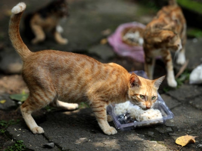 KIẾP MÈO HOANG KIẾP MÈO HOANG