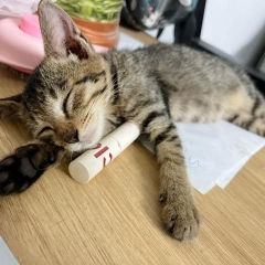 LỤT LỤT