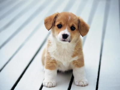 MÀU NƯỚU Ở CHÓ CHO THẤY ĐIỀU GÌ? MÀU NƯỚU Ở CHÓ CHO THẤY ĐIỀU GÌ?