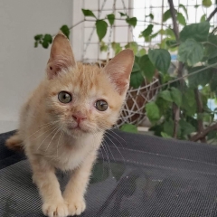 MIÊU MIÊU MIÊU MIÊU