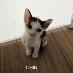 TÁM - CHÍN - MƯỜI TÁM - CHÍN - MƯỜI