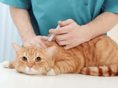 TIÊM TRIỆT SẢN – QUAN TÂM HAY VÔ TÂM?  TIÊM TRIỆT SẢN – QUAN TÂM HAY VÔ TÂM?