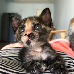 TUẤN - CƯỜNG - TRANG - LINH TUẤN - CƯỜNG - TRANG - LINH