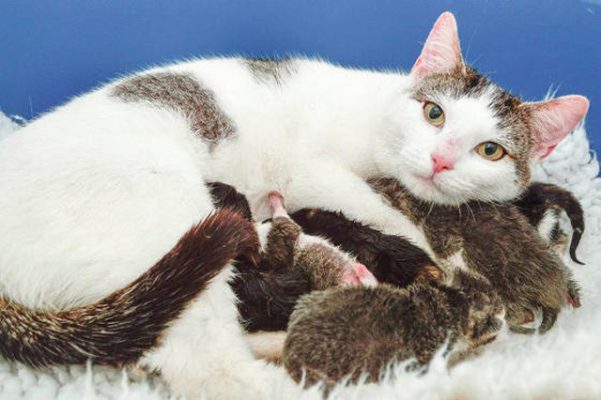 CHĂM SÓC MÈO MẸ TRƯỚC VÀ SAU SINH