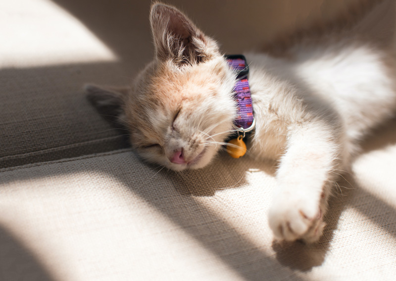 MÈO BỊ NGẠT THỞ