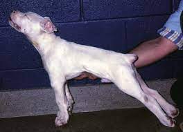 BỆNH UỐN VÁN Ở CHÓ