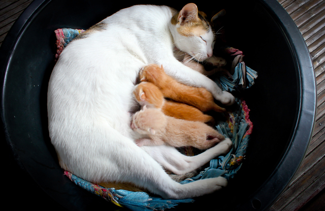 CHĂM SÓC MÈO MẸ TRƯỚC VÀ SAU SINH