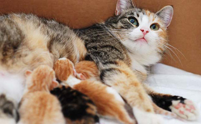 CHĂM SÓC MÈO MẸ TRƯỚC VÀ SAU SINH